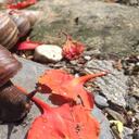 Alerta por propagación del caracol africano en el Caribe. Foto: Corpamag.