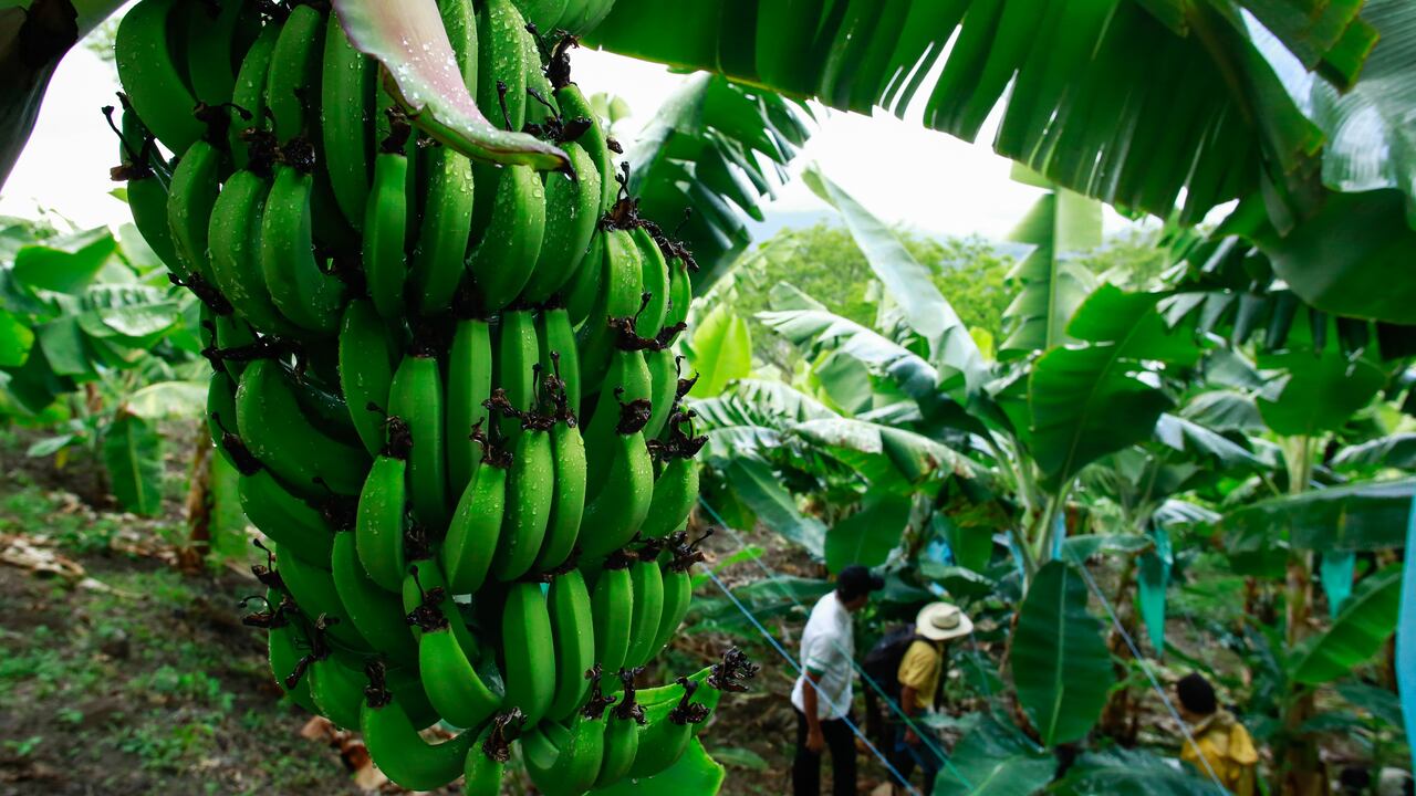 La tasa de desempleo en el sector rural alcanzó su nivel más bajo en los últimos seis
años para un mes de septiembre; se situó en 5,9 %, lo que corresponde a una
disminución de 1,3 puntos porcentuales con respecto a septiembre del año anterior.