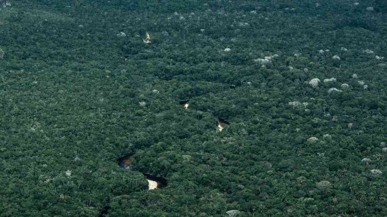 Los bosques, en especial los amazónicos, brindan servicios ecosistémicos de abastecimiento, regulación y culturales. Son cruciales para mitigar el calentamiento global, controlar la erosión, darle fertilidad al suelo y hacer control biológico. Foto: FDCS