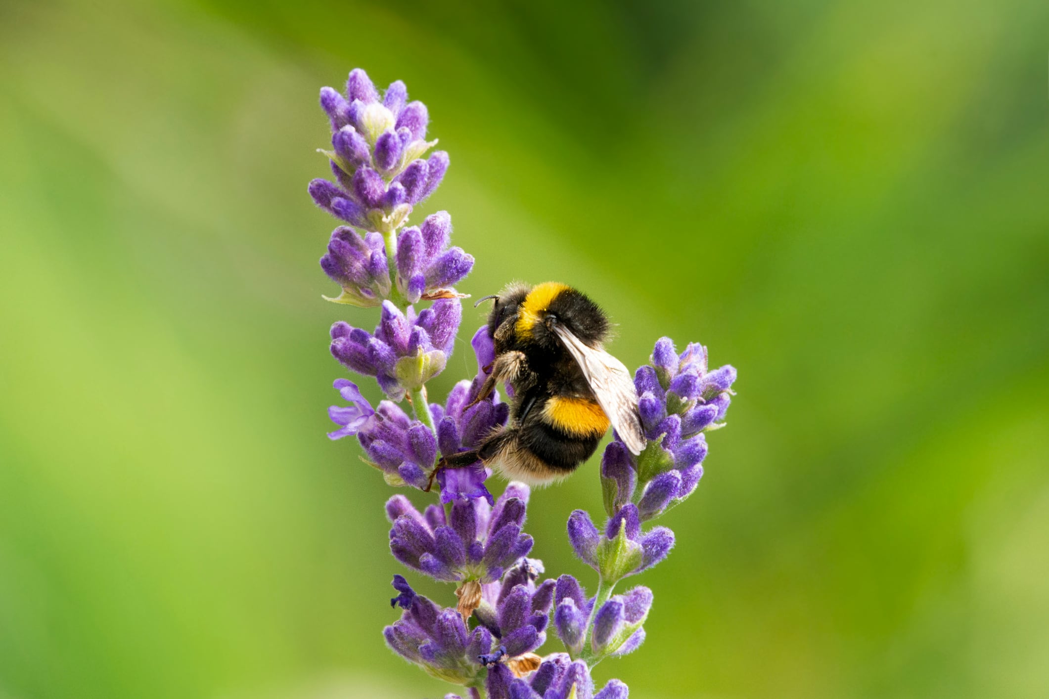 Lavanda, planta medicinal.