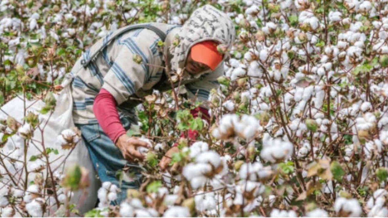 Foto: Cortesía Ministerio de Agricultura.