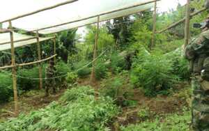 Los invernaderos albergaban cerca de 20.000 matas de marihuana creepy.