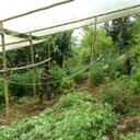 Los invernaderos albergaban cerca de 20.000 matas de marihuana creepy.