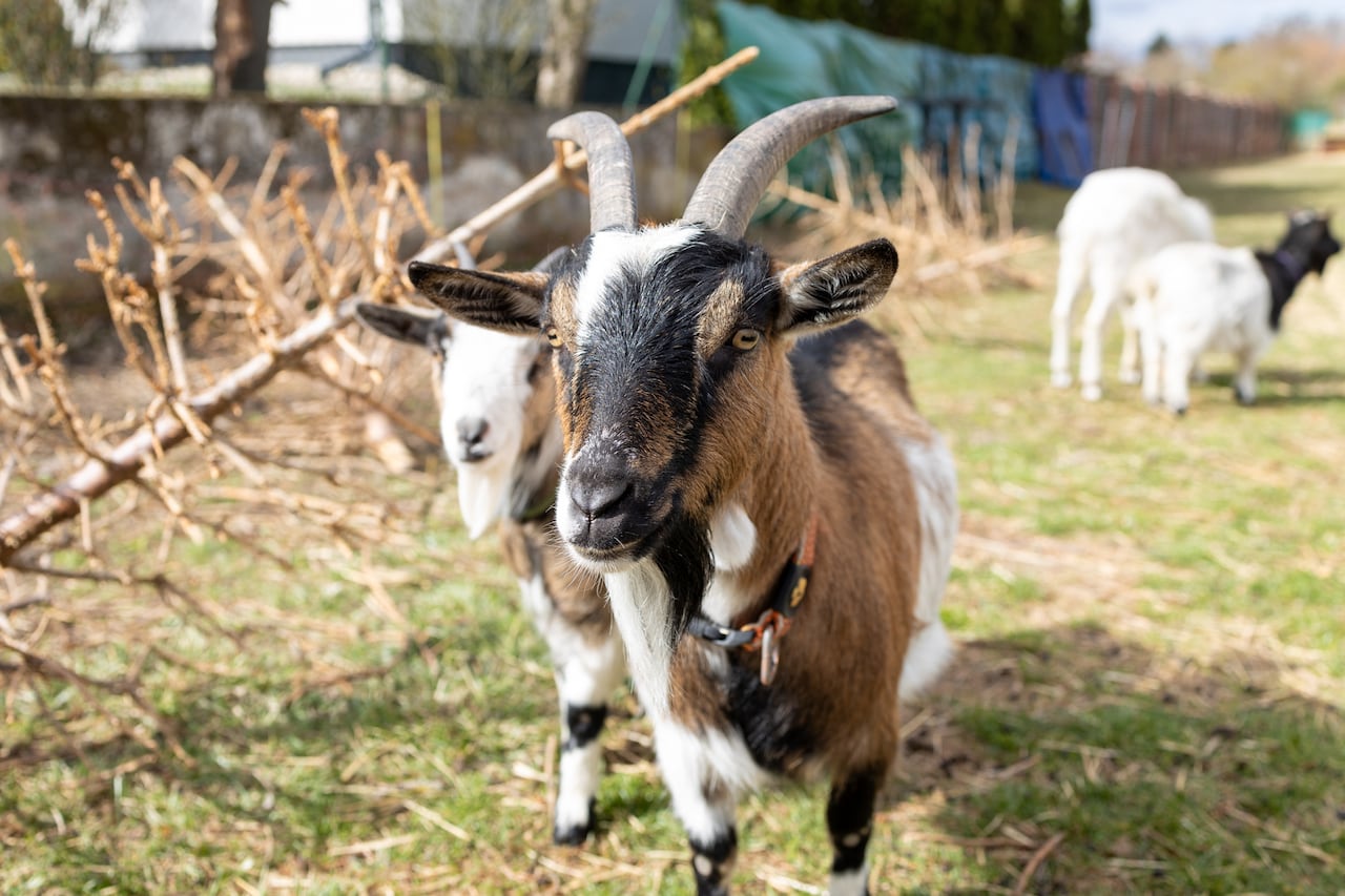 Capital Caprina de Colombia