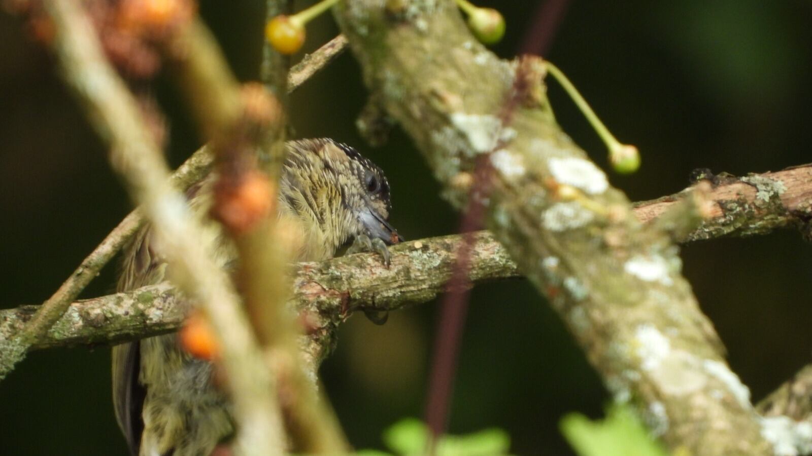 El telegrafista habita en áreas abiertas por lo que no requiere de bosques cerrados