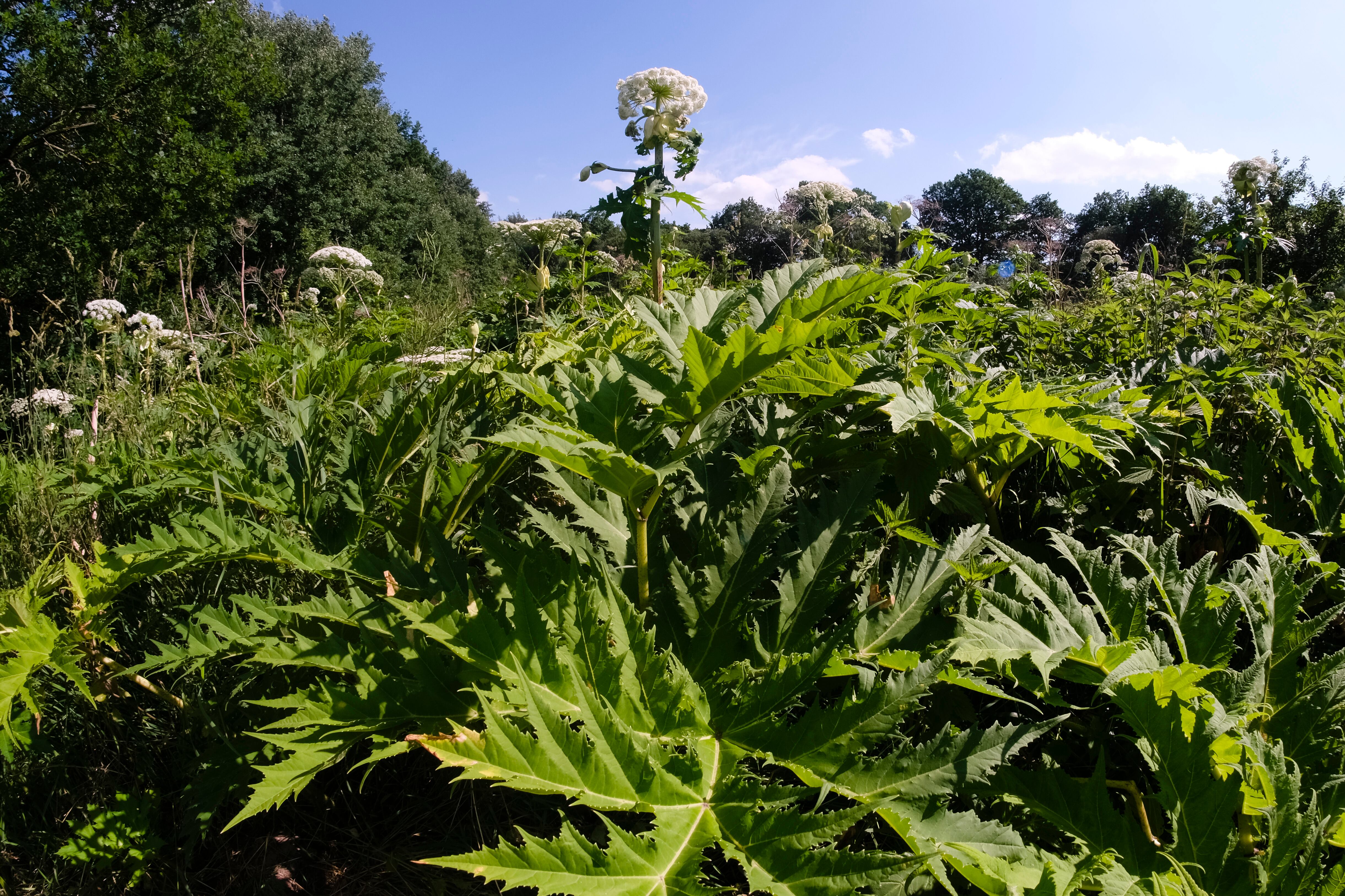 El hogweed gigante crece a lo largo de un arroyo. La planta ornamental del Cáucaso desplaza a las especies autóctonas y es venenosa. Los residentes de la comunidad de Schleswig-Holstein de Klein Gladebrügge