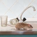 Los ratones son roedores que con frecuencia aparecen en las viviendas.