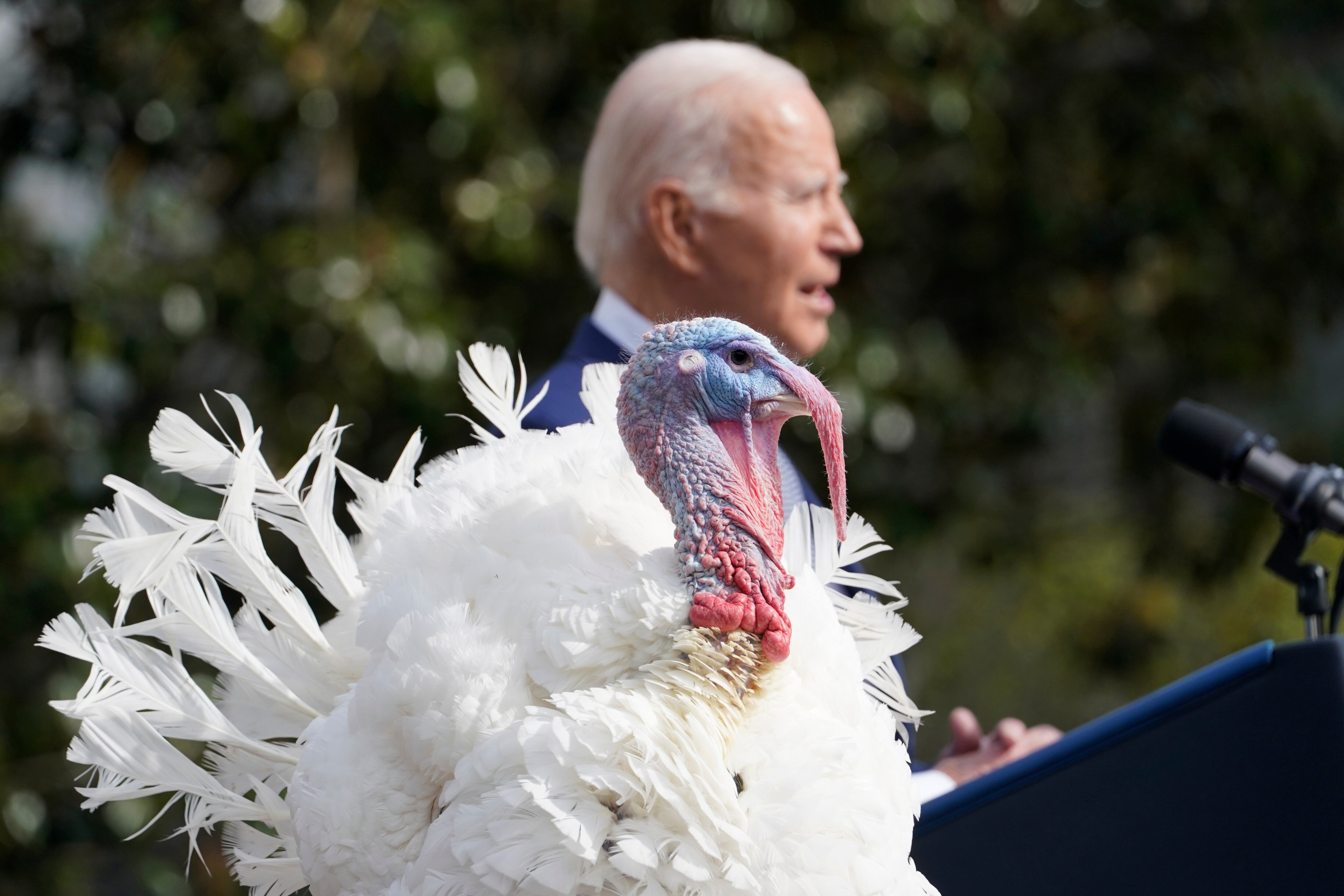El presidente de Estados Unidos, Joe Biden, cumple 81 años este lunes con el tradicional indulto de los pavos de Acción de Gracias en la Casa Blanca, mientras su edad es tema de preocupación entre los votantes de cara a las elecciones de 2024.