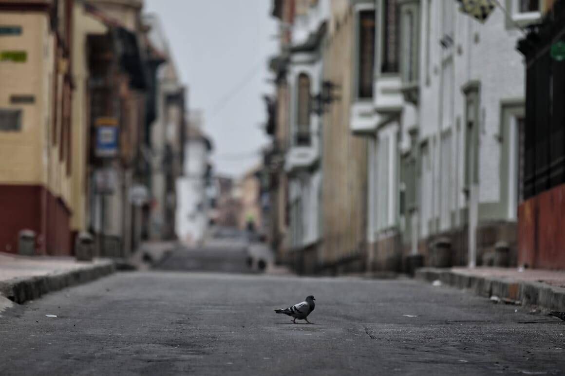Una paloma aprovecha la calle sin transeúntes para atravesar la Cra 5 con 12. Foto: Esteban Vega/ Semana