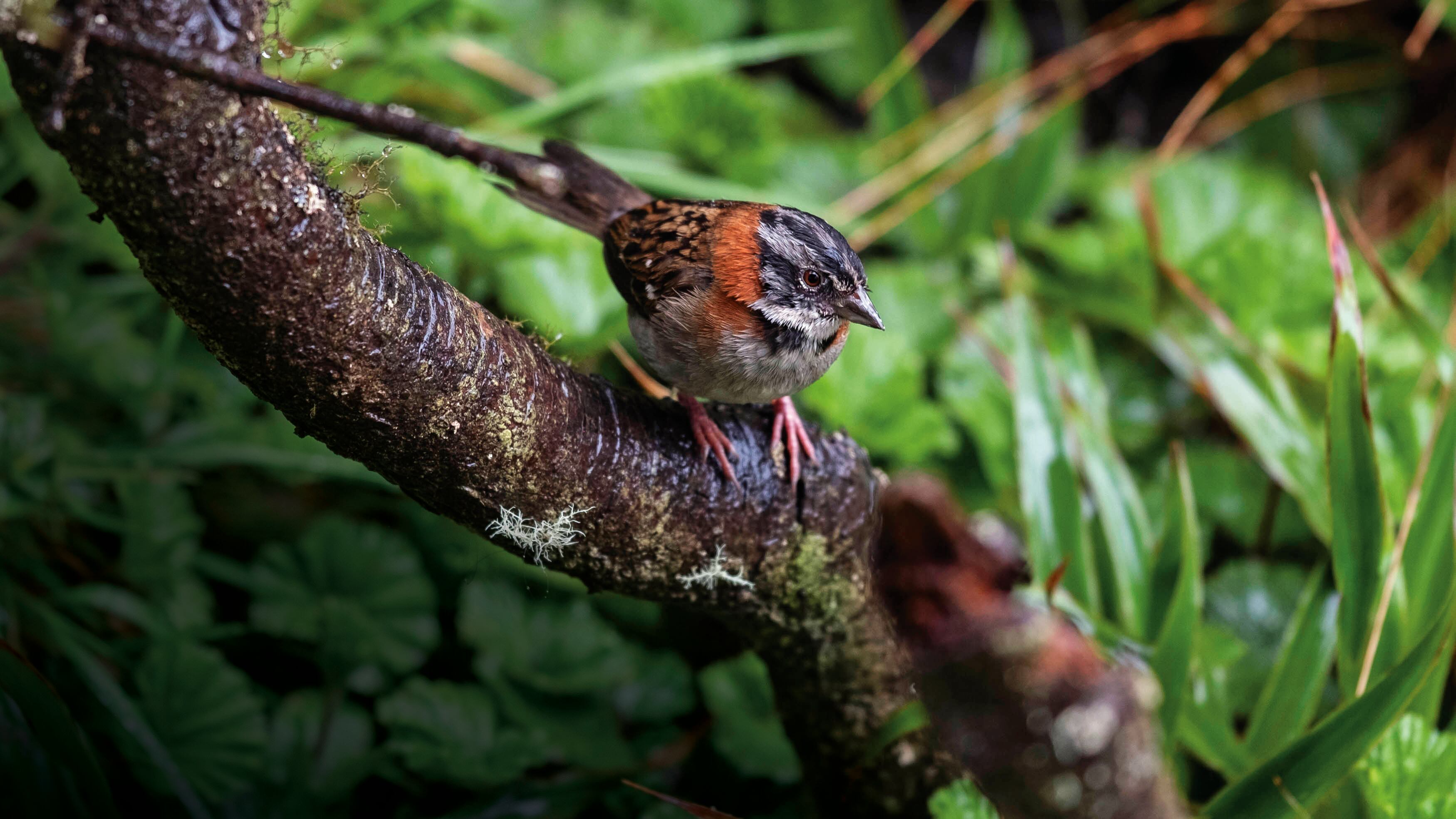 Editorial modelos de negocios a partir de la biodiversidad, Verde que te quiero verde, Semana Sostenible