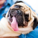 hombre, tenencia, el suyo, pug perro hombre