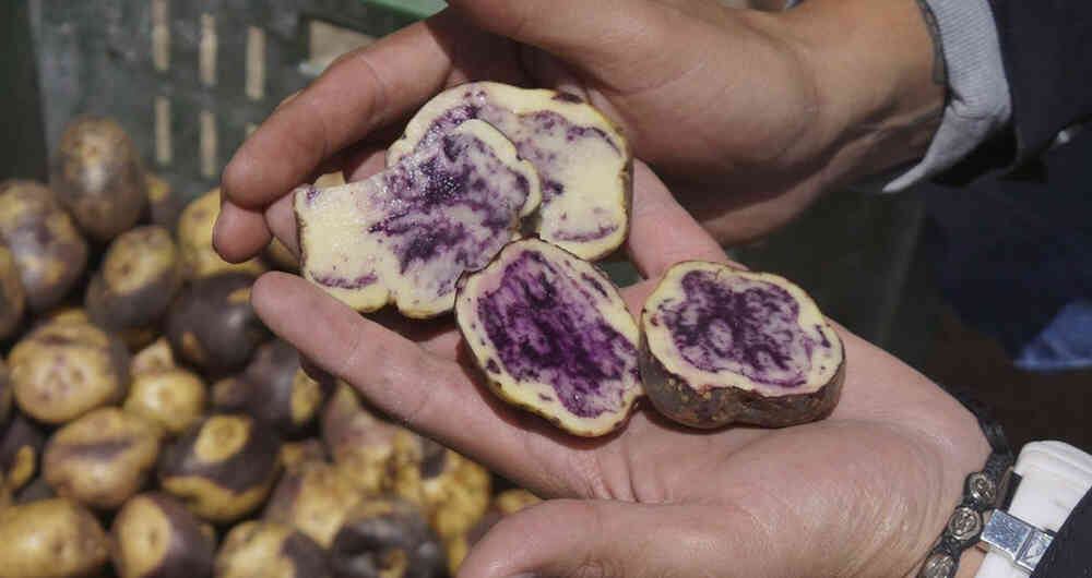 El color tradicional de las papas boyacenses se perdió con la llegada de los alemandes y holandeses, quienes manipularon genéticamente los cultivos. 