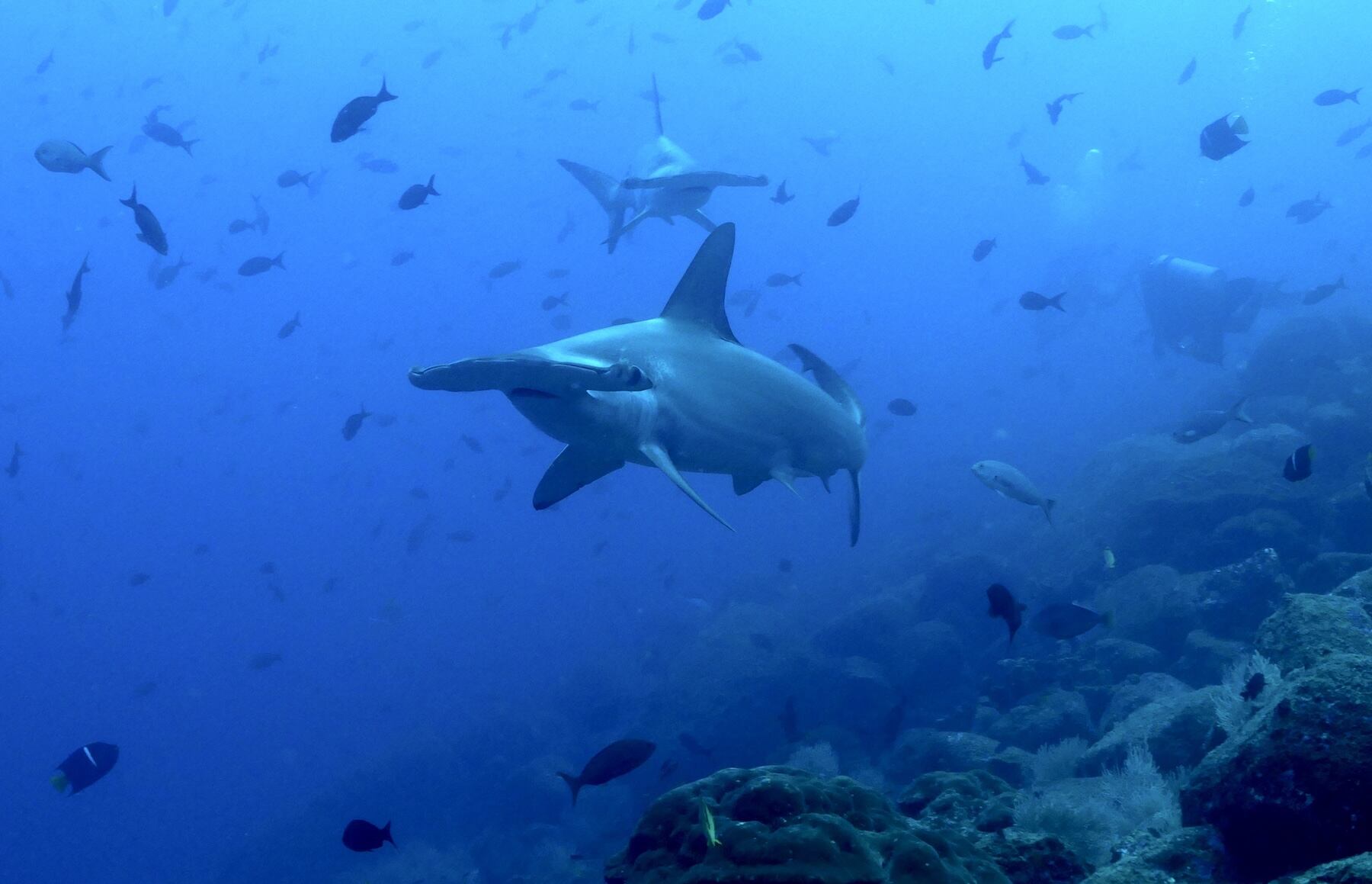 El tiburón martillo es una de las especies que reunió a casi 400 científicos de todo el mundo y consolidó la base de datos de movimientos más robusta hasta la fecha sobre megafauna marina.