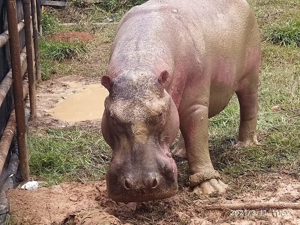 Hipopótamo al que le instalaron un GPS en Colombia