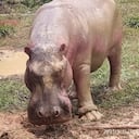 Este es el hipopótamo macho al que le instalaron un GPS para monitorear sus movimientos. Foto: Cornare.