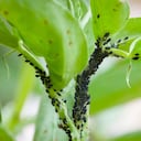 Los métodos naturales son una alternativa más segura para las plantas, las personas, las mascotas y el medio ambiente.