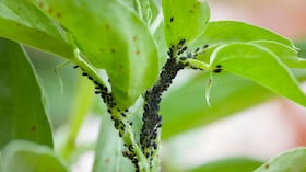 Los métodos naturales son una alternativa más segura para las plantas, las personas, las mascotas y el medio ambiente.