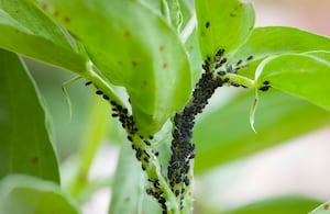 Los métodos naturales son una alternativa más segura para las plantas, las personas, las mascotas y el medio ambiente.
