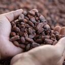 Debido al crecimiento de la demanda de cacao de Santander, hoy el departamento cuenta con dos laboratorios de análisis de calidad.