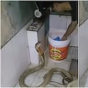 El video de una serpiente siendo "bañada" acumula más de 181.000 'me gusta' en Instagram.