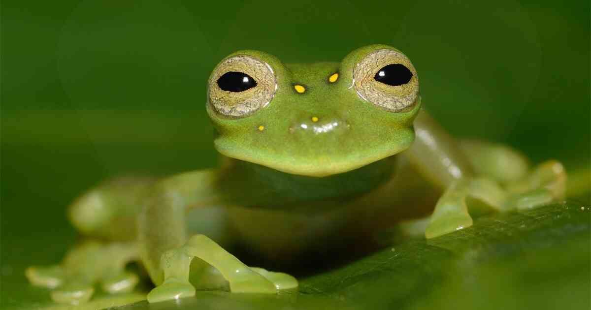 El Chocó alberga una gran diversidad de esta especie de anfibio.