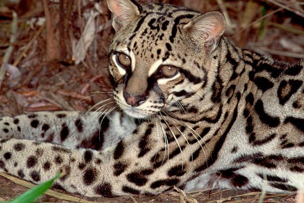 El hecho ocurrió en el corregimiento de Cachirí. (Imagen de referencia).