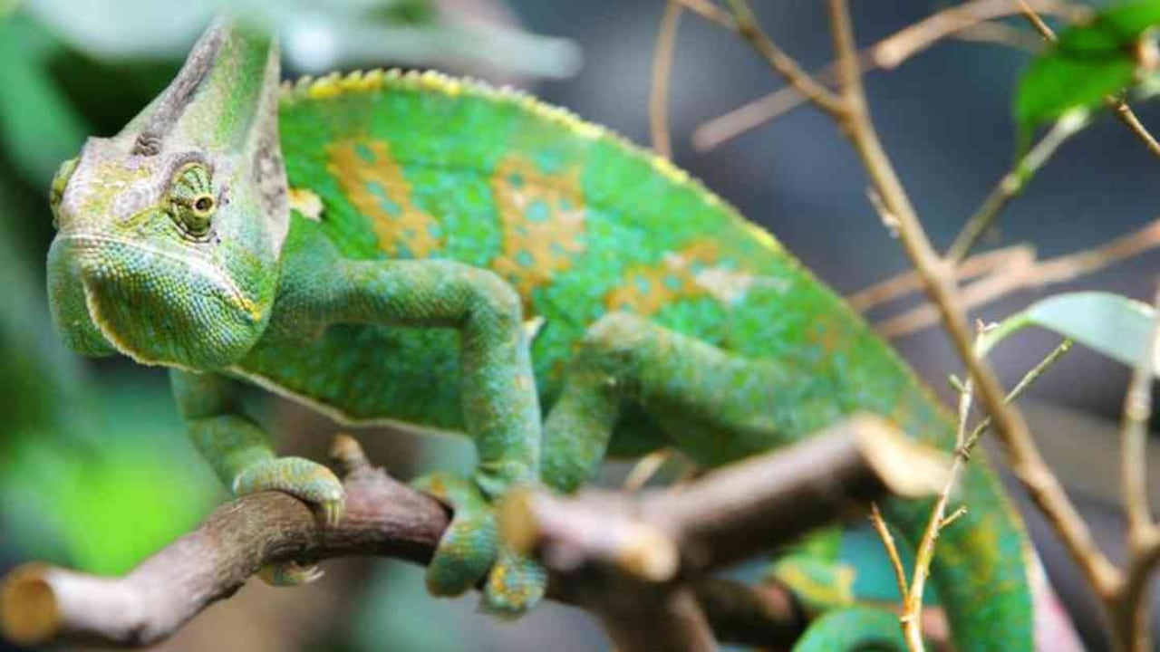 Los lagartos son unos de los animales más traficados ilegalmente por redes sociales. Foto: DW