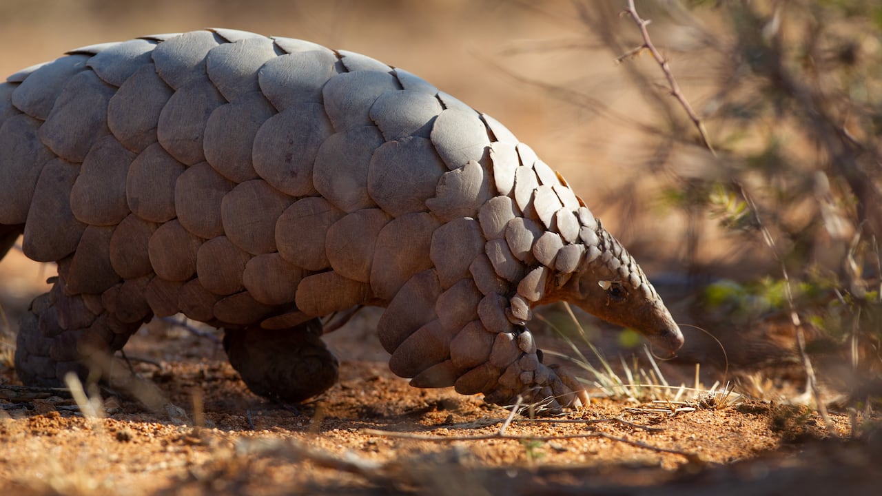 El pangolín ha sido uno de los animales más traficados ilegalmente en el mundo.