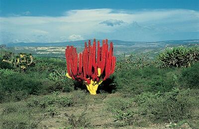 Lourdes Grobet (México) http://fotomuseo.org/fotografica_2013 