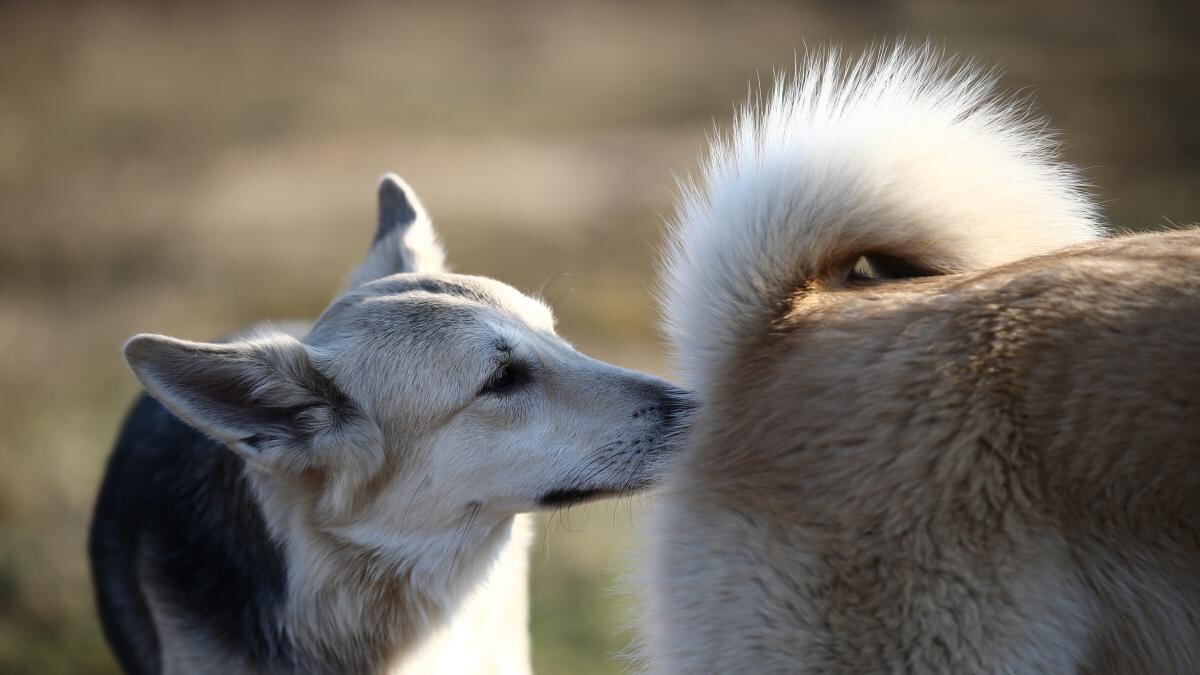 perro lamiendo orines