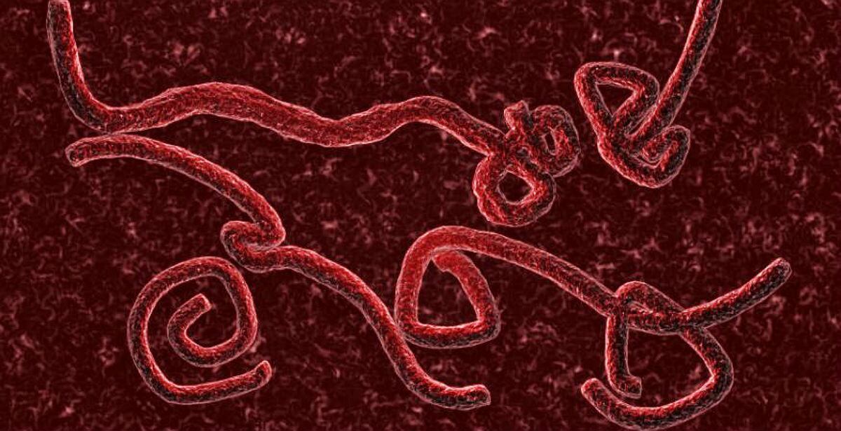 Virus del ébola.