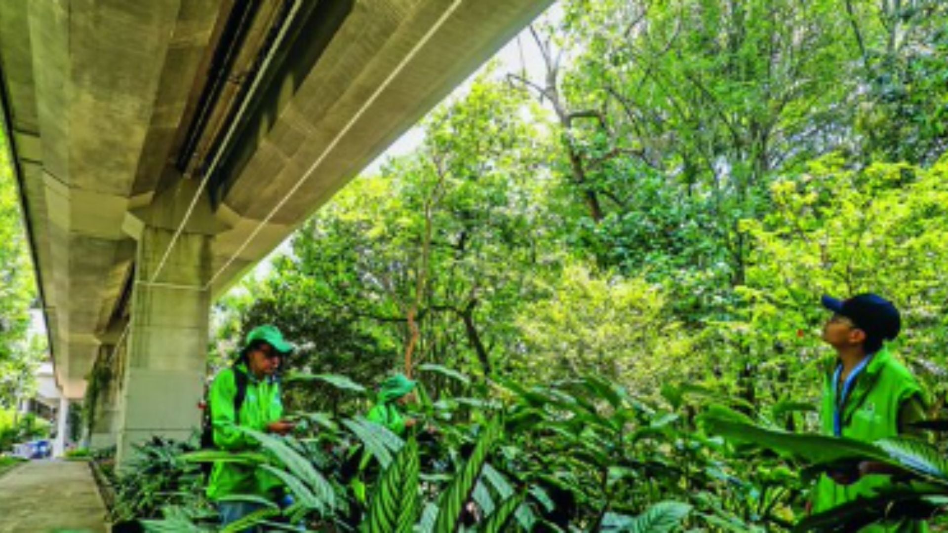 El nuevo sistema de riego aéreo bajo el viaducto del Metro de Medellín utiliza aguas lluvias para conservar miles de plantas urbanas.