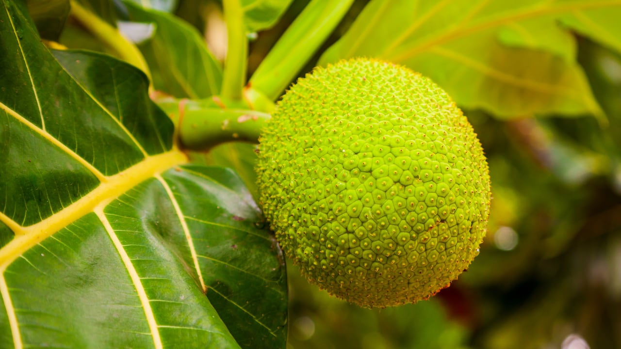 La cosecha de la fruta de pan se da dos veces al año.