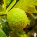 La cosecha de la fruta de pan se da dos veces al año.