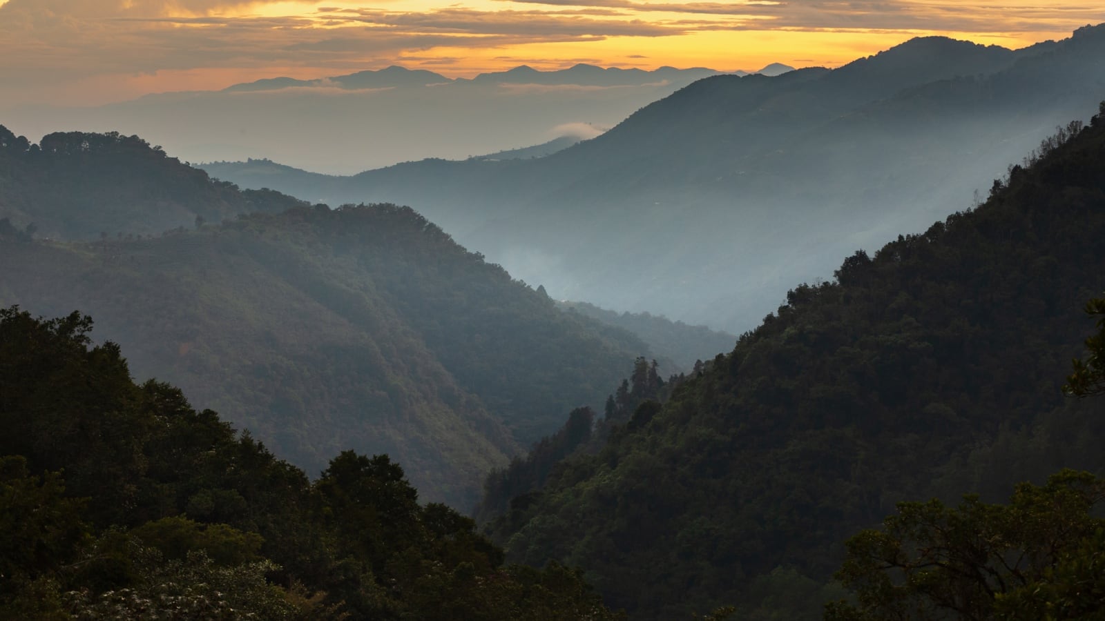 La génesis del descubrimiento se remonta al año 2000, cuando el Grupo de Exploración y Monitoreo Ambiental (GEMA) realizó una expedición al Parque Nacional Natural Serranía de Chiribiquete para recolectar información sobre diferentes grupos biológicos distribuidos en la zona.