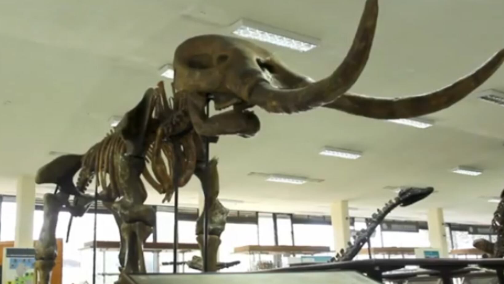 Museo Geológico Nacional José Royo y Gómez, una joya que guarda el secreto de la época prehistórica.