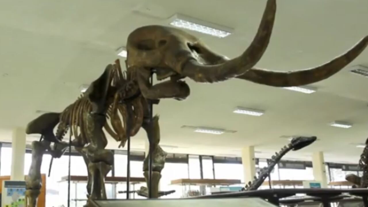 Museo Geológico Nacional José Royo y Gómez, una joya que guarda el secreto de la época prehistórica.