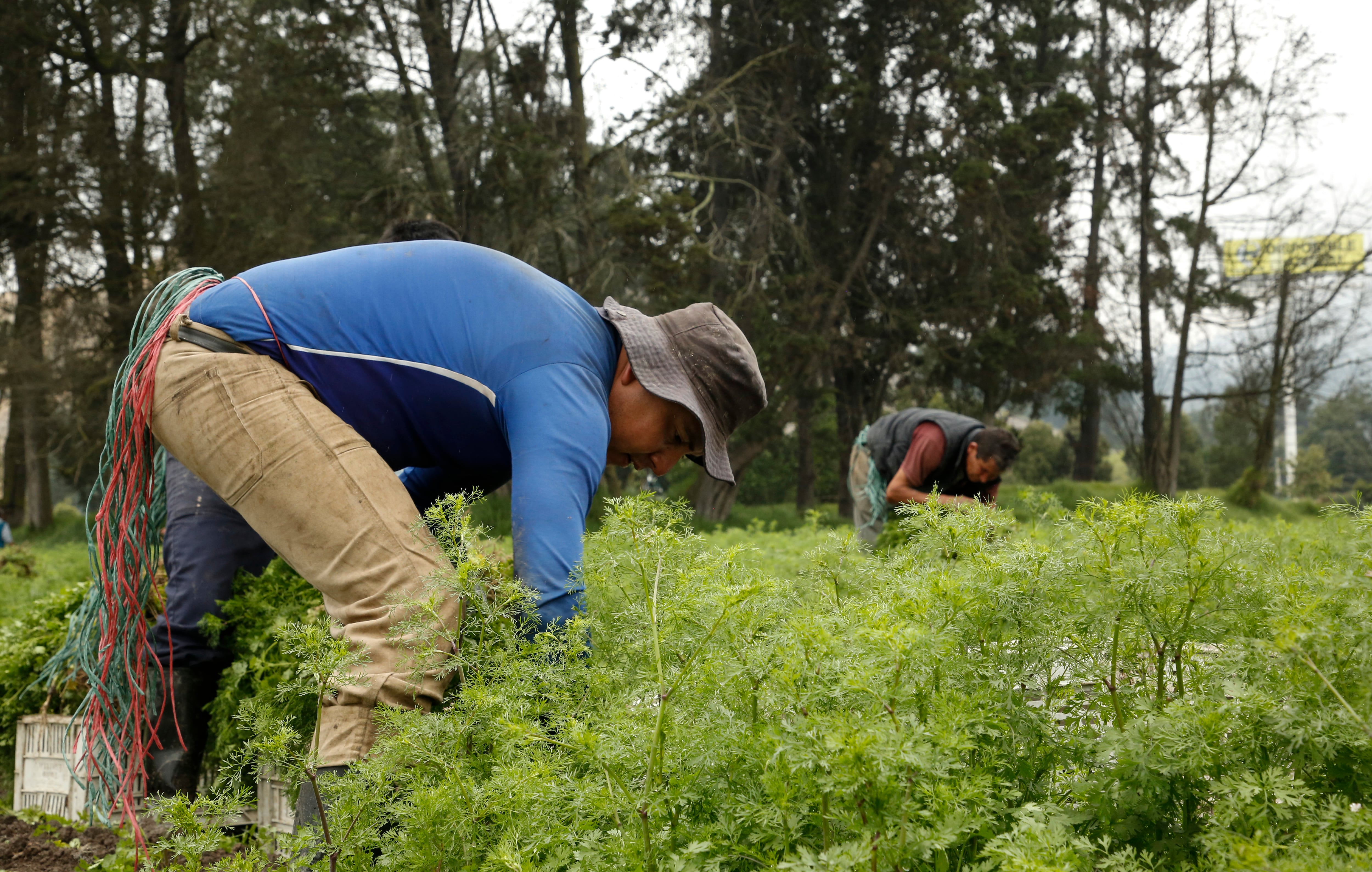 Agricultura, campesinos, cosechas