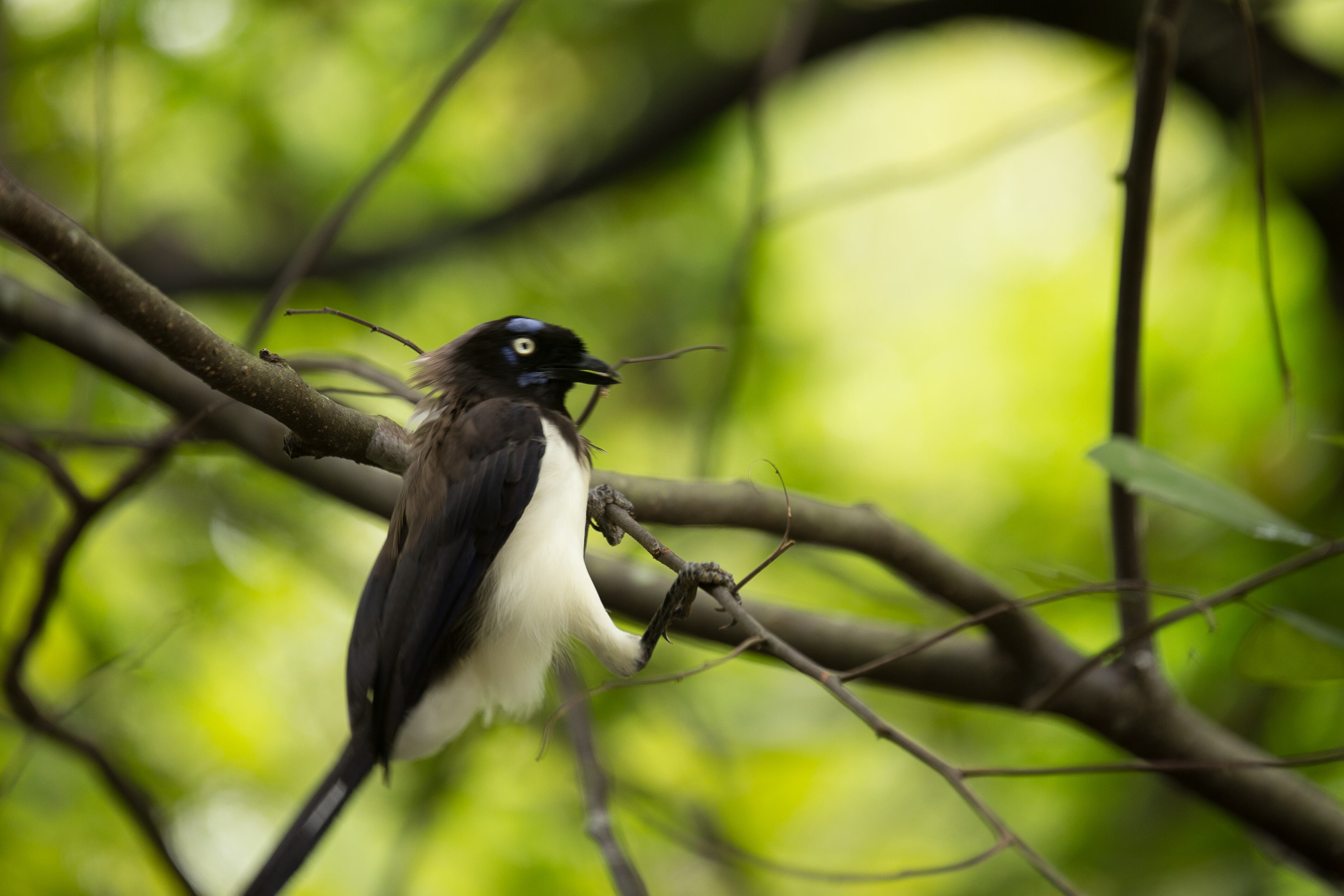 La ciudad obtuvo la marca distintiva “Pereira, Centro de Importancia Mundial para el Aviturismo”.