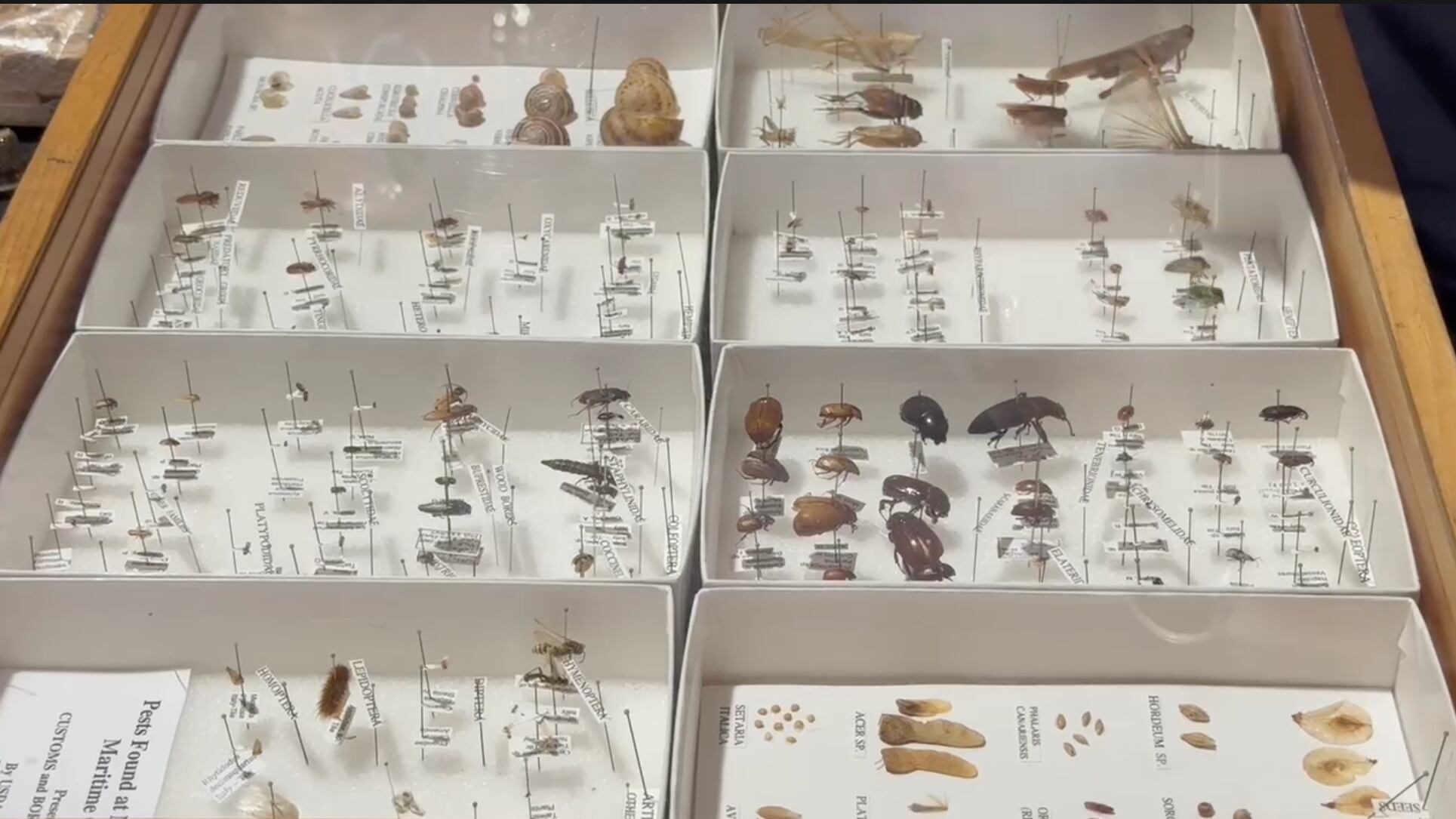 Especies decomisadas en los centros de control en Estados Unidos