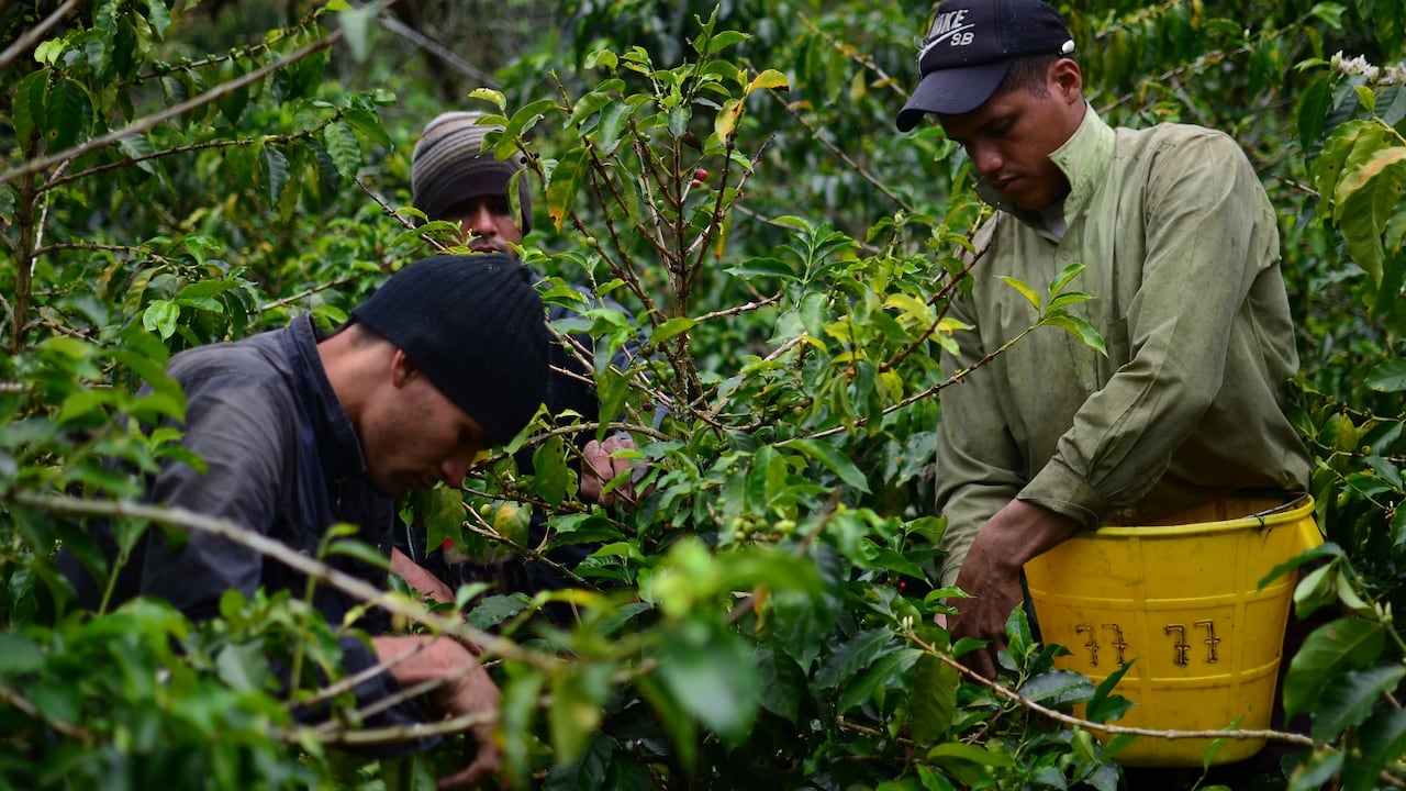 La migración venezolana no solo se siente en ciudades como Bogotá, sino que también se refleja en las fincas cafeteras.