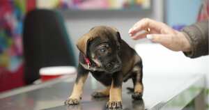 Perros como mascotas