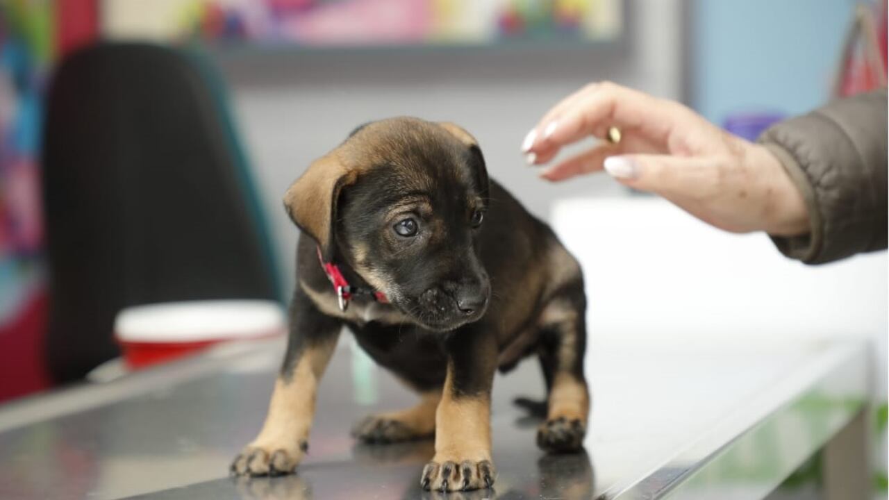 Perros como mascotas