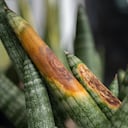 La lengua de suegra puede morir por causas como el encharcamiento.