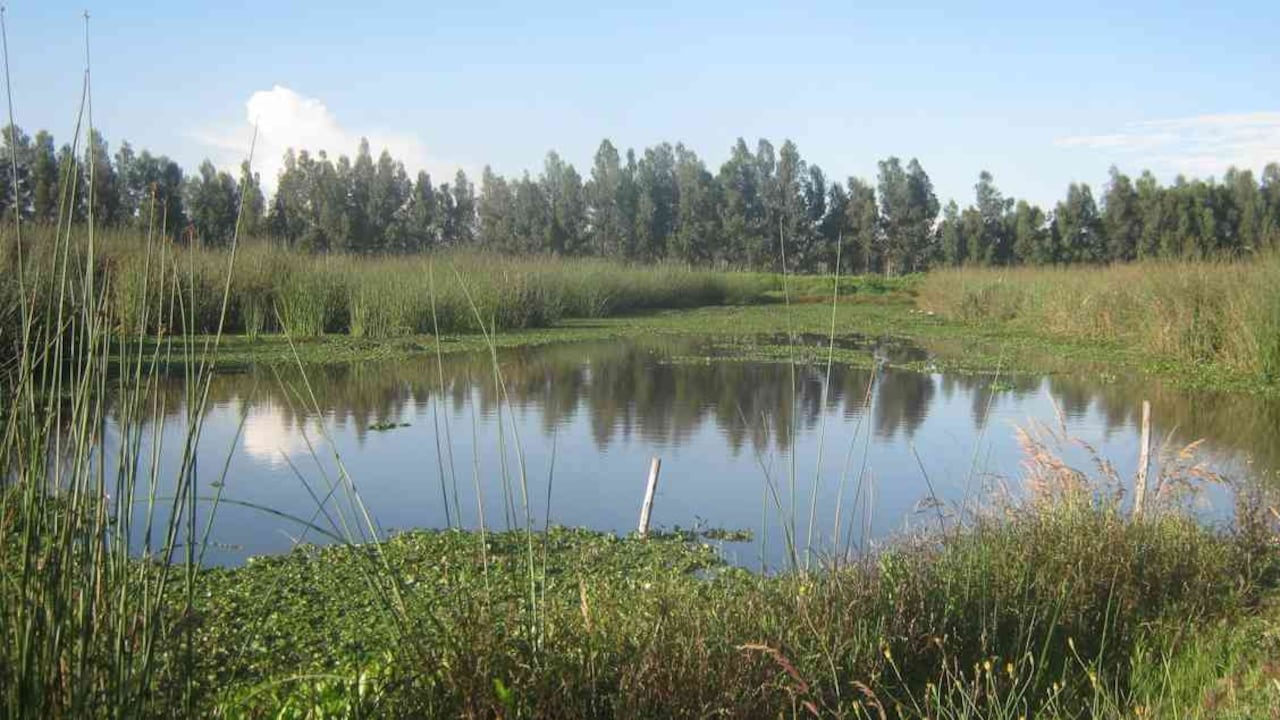 Humedal Tibanica en la localidad de Bosa, sur de Bogotá. Foto: Fundación Humedales de Bogotá.