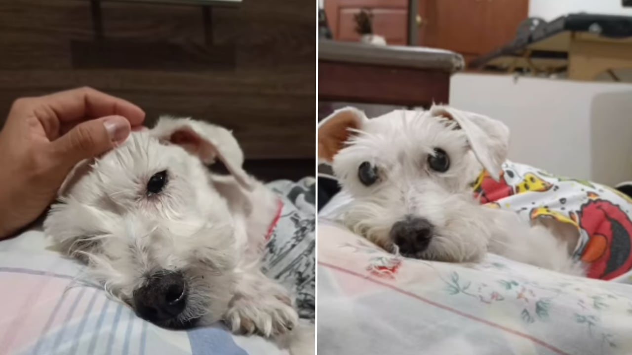 El último día de una perrita junto a su familia se volvió un mensaje de amor.