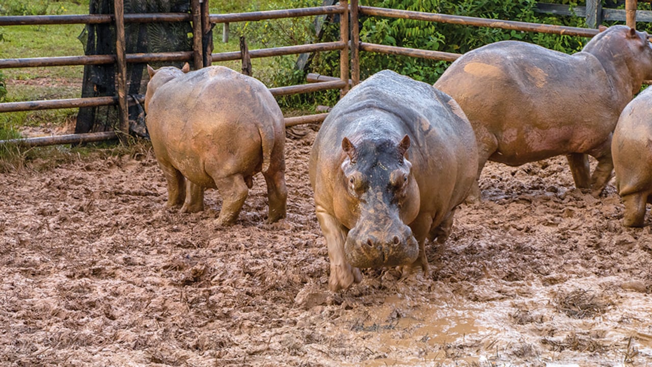 Los hipopótamos fueron traídos por Pablo Escobar.