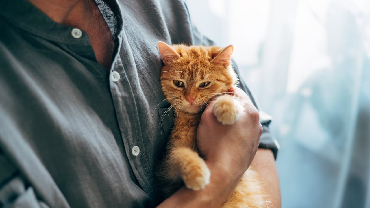 Los gatos tienen diferentes formas de expresarse.