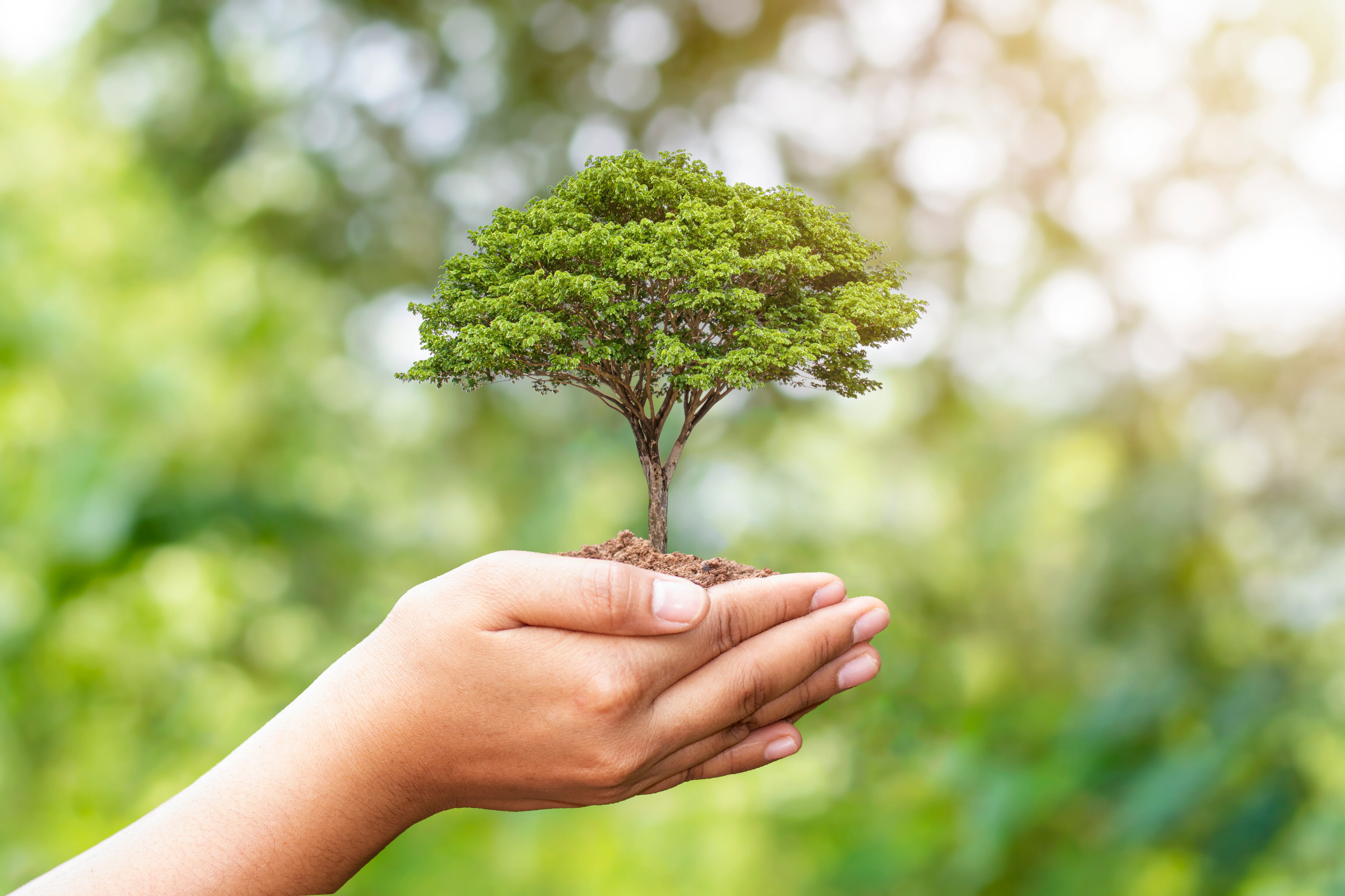 Cuidar los árboles es cuidar la vida, pues ellos producen el oxígeno que respiramos y absorben dióxido de carbono, lo que ayuda a mitigar el cambio climático.