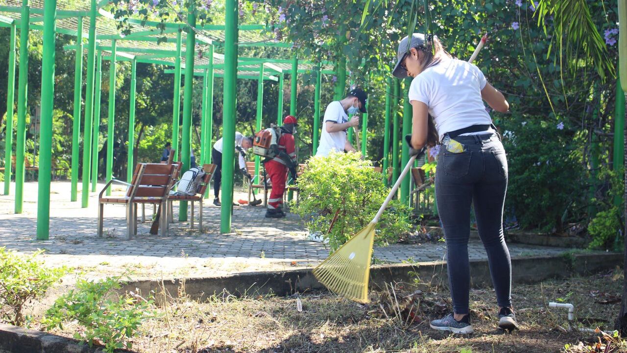 Una de las estrategias es sembrar más de 150.000 árboles.